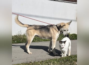 Mica eine treue wundervolle