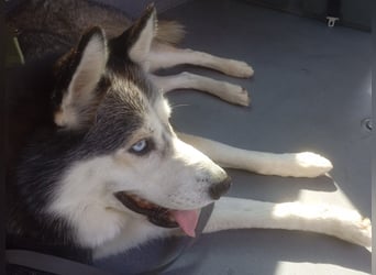 Husky Maya H möchte eine neue Familie finden