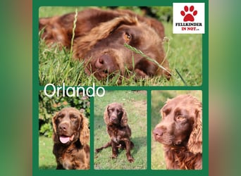 Orlando sucht eine liebe Familie