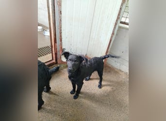Kleine Cleo sucht ihre Familie oder eine liebevolle Pflegestelle