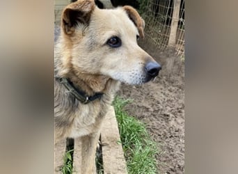 Rinky - sanfter Herzenshund sucht ein Happy End
