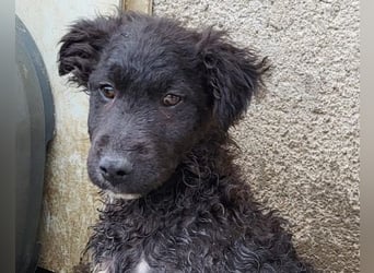 Flynn ❤️ offener, verspielter Welpenjunge