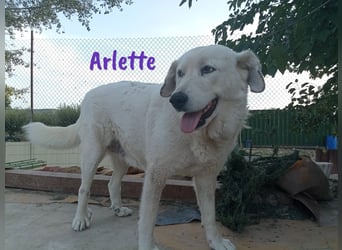 Arlette 09/2020 (ESP) - ruhige, noble und sanfte Herdenschutz-Mix Hündin!