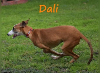 Dali 07/2024 (in Deutschland) - bezaubernder junger Galgo!