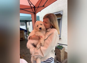 Abgabebereite Goldendoodle & Labradoodle Labrador+Golden+Retriever+Pudel Welpen