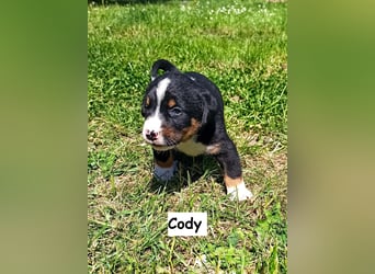 Appenzeller Sennenhund Welpen