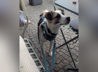 fröhlicher Tierschutzrüde, Freddie, 11kg sucht Zuhause