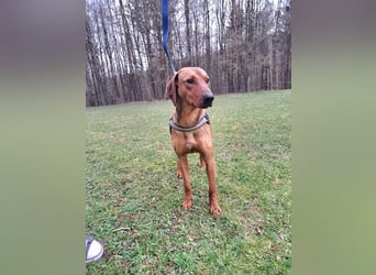hübscher Bracken Mischling Leon sucht eine Familie