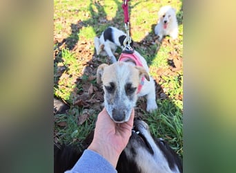 Sora, kleines Hundekind sucht eine Familie