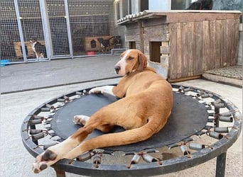❤️ superliebe Schmusemaus ABINA - 6 Jahre, 50cm/25kg - Balkan-Bracken-Mix