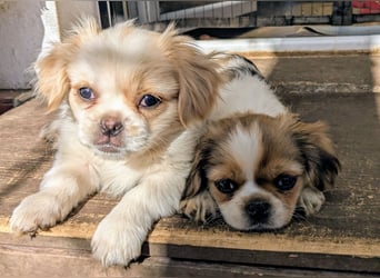 Welpe Traumhund, erzogen, sozialisiert, tolle Gene, schmusig, anhänglich, zauberhaft, Familienhund