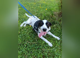 lieber Pointer Mischling Merlin sucht ein Zuhause oder Pflegestelle