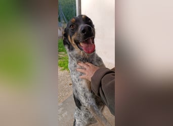 Bacio - ein Schatz für die ganze Familie