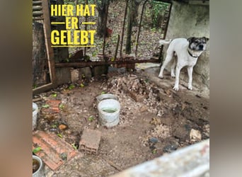 King braucht seinen Menschen- ÖSTERREICH