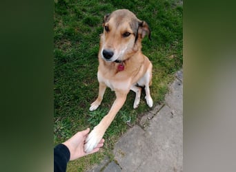 ♥JOSY♥ verliert ihr Zuhause in Grevenbroich - so menschenbezogene und sanfte Schönheit 50 cm