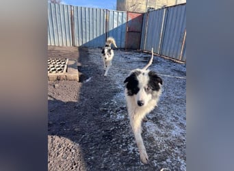 Ajuna, Husky-Collie Mix, verjagt und sich selbst überlassen
