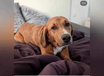 Vermittlungshilfe für Bronte ❤️