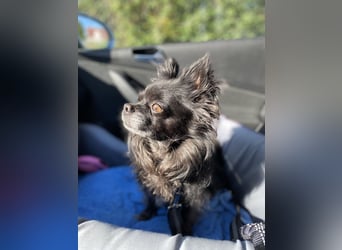 Tylor, menschenbezogen und katzenfreundlich