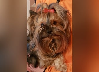 wunderschöne kleine dunkelbleibende Yorkiewelpen  Yorkshireterrier mit Papieren