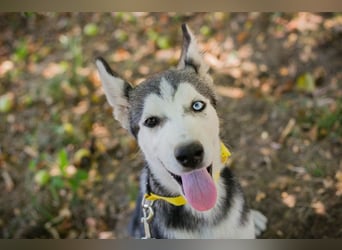 Welpe SHIRA - das Husky-Mix-Mädel bringt eine große Portion Leben und Frohsinn in dein Zuhause