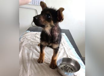 Silny: Hundekind sucht ein Zuhause