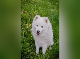 Chip-Nr. 232624 - ich suche einen Namen und am besten auch gleich ein Zuhause…