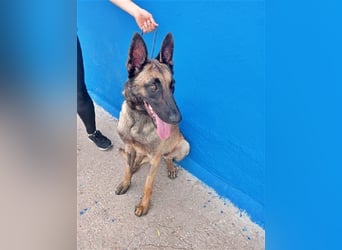 Tintin, traumhafter Malinois Rüde mit bestem Charakter, sehr sozial   Steckbrief Name: Tintin Rasse: