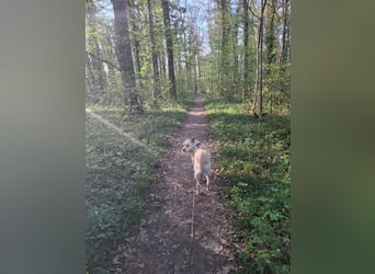 Latte sucht noch immer ein zu Hause