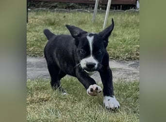 Cane Corso - Dogo Argentino Mischlingswelpe Hündin