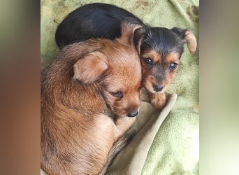 Bartolillo, kleiner Bube sucht sein Glück