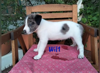 Wil geb. 05/2025 (ESP) - sportlicher Border-Collie-Mix Welpe!