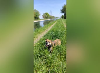 Continental Bulldog Hündin