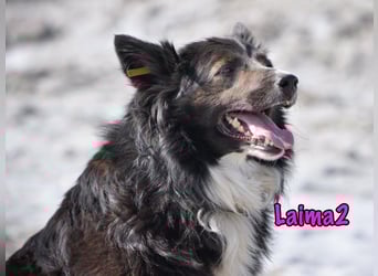 Laima2 01/2021 - sportliche und aufmerksame, wunderschöne Border-Collie-Mix Hündin!