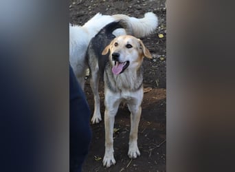 Ciri, geb. ca. 05/2024, lebt in GRIECHENLAND, im städt. Tierheim Serres