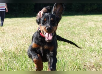 Gordon Setter Mädchen Sheila und Scarlett suchen nette Kuschelpartner