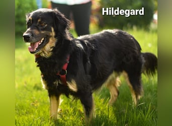 Hildegard - hübsch und lieb