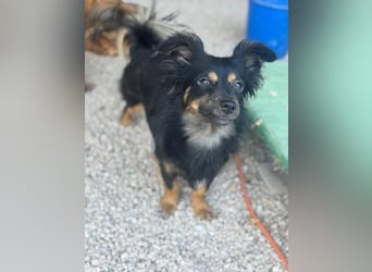 Isabel, sucht ein liebevolles Zuhause