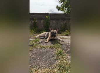 Baffie, freundliche, verschmuste Französische Bulldogge geb. 2023