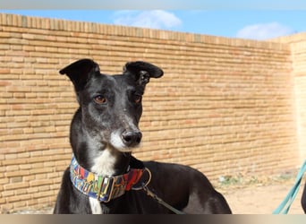 NORMA-klassische Galga: elegant, feinfühlig und voller innerer Stärke