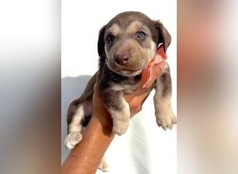 Selma - welpentypisch aktive, verspielte Siberian Husky-Mix Hündin / z.Zt. noch in Rumänien