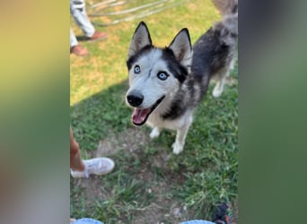 Husky Zeus
