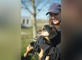 Bogar, kleine Seniorin sucht ruhiges Plätzchen