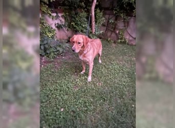 Joy, liebevolle Labrador Mischlingshündin