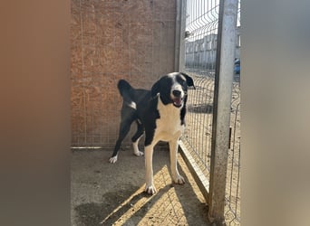 YAFFA, Hündin, 1,5 Jahre, 43cm, Mischling, Tierschutz