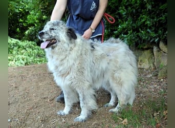 Jereld - Hund mit Sommersprossen sucht seine Familie