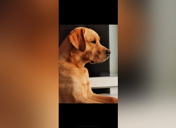 Labrador Welpen