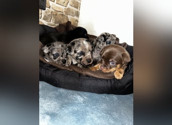 Chihuahua mix Welpen