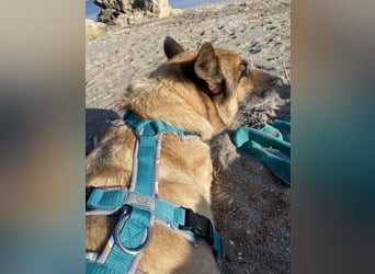 Schäferhundmix MADDOX sucht seine eigene Familie!