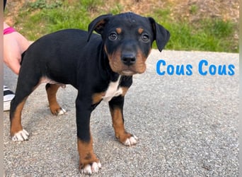 Cous Cous 12/2024 (ESP) - verspielter, kleiner Bodeguero-Pinscher-Mix Welpe!
