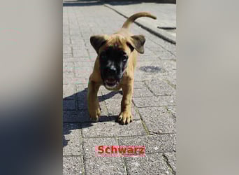 Boxer-Welpen von mehrmaligen Teilnehmern der Deutschen Meisterschaften!!!
